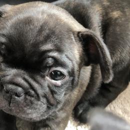French Bulldogs from Baltic French Bulldogs
