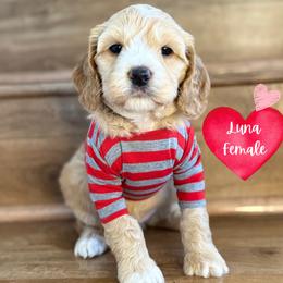 Luna - Gold female Australian Labradoodle puppy in Citrus Heights, California from Elite Blend Labradoodles
