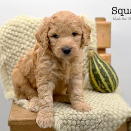 Squash - Red  Goldendoodle puppy in Lancaster, Minnesota from North Star Dog Training