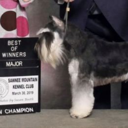 Miniature Schnauzers from Lauren Ivascu