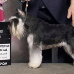 Miniature Schnauzers from Lauren Ivascu