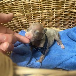 Tilly - Blue fawn female Italian Greyhound puppy in Lancaster, Missouri from White Stone Ranch