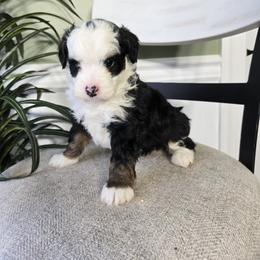 Fiona - Tri-color female Bernedoodle puppy in Holtwood, Pennsylvania from Country Ridge Puppies