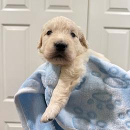 Goose - Light golden male Golden Retriever puppy in Blaine, Washington from Freedom Retrievers