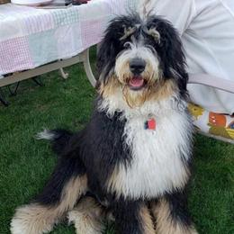 Ivanka - Bernedoodle