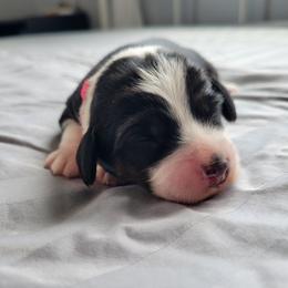 Betsy - Black tri-color female Assorted Doodle Crosses puppy in Blackfoot, Idaho from Lucky Pup Meadows