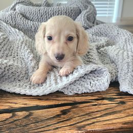 Emma - Cream female Dachshund puppy in Cypress, Texas from Cypress Dachshunds