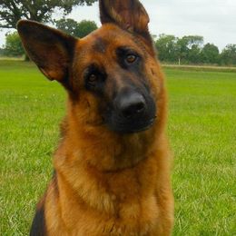 German Shepherds from Hall’s Shepherds