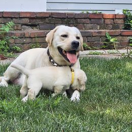 Labrador Retriever Puppies from Gabriel Ben-Yosef