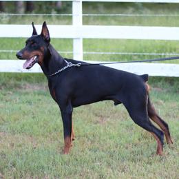 Elliot - Black and rust male Doberman Pinscher puppy in Boyd, Texas from Team Feem Breeders