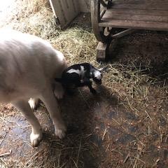 Border Collie and Maremma Sheepdog Puppies from 2J 2K Border Collies & Maremma Sheepdogs