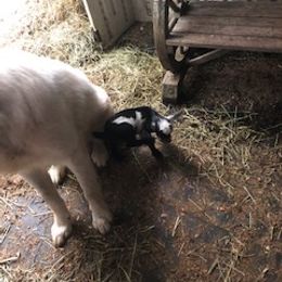 Border Collie and Maremma Sheepdog Puppies from 2J 2K Border Collies & Maremma Sheepdogs