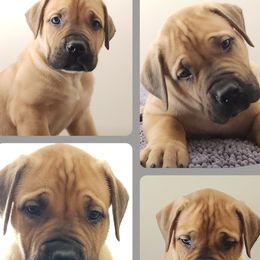 Boy 5 - Boerboel puppy from Freedom Boerboels LLC
