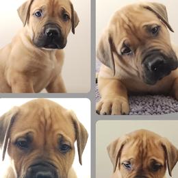 Boy 5 - Boerboel puppy from Freedom Boerboels LLC