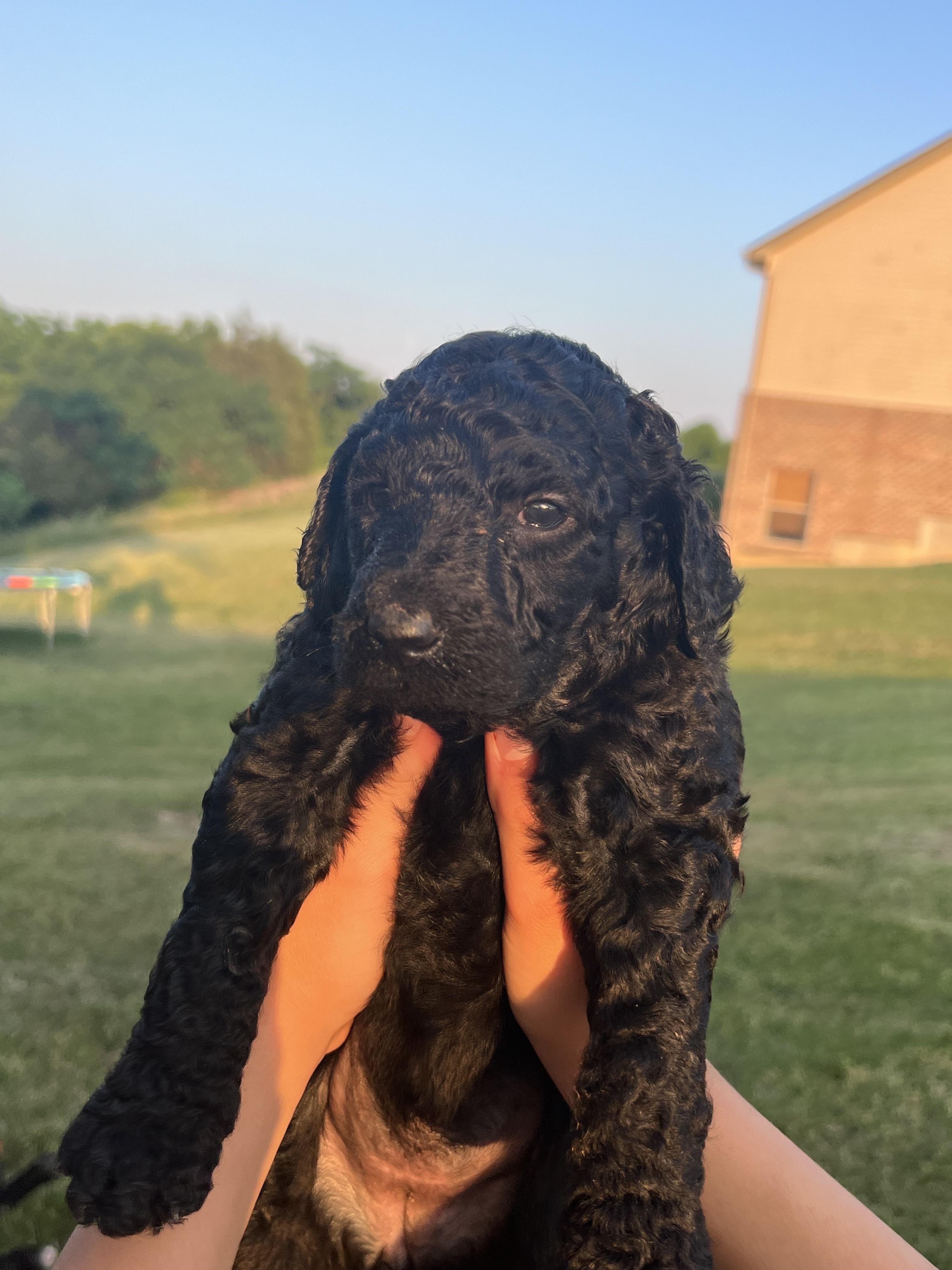 Krissy's Bernedoodles in Kentucky Bernedoodle puppies Good Dog