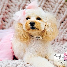 Summer - Poodle