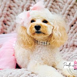 Summer - Poodle