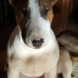 Bull Terriers from Rock Bottom Bull Terriers