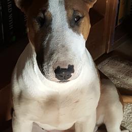 Bull Terriers from Rock Bottom Bull Terriers