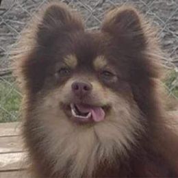 Claire - Pomeranian