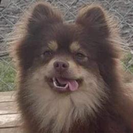 Claire - Pomeranian