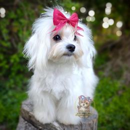Elowyn - Maltipoo