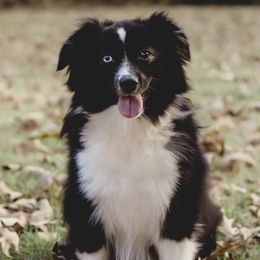 Piper  - Miniature Australian Shepherd
