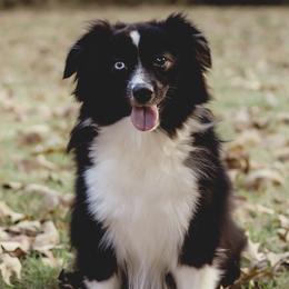 Piper  - Miniature Australian Shepherd