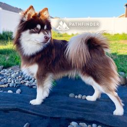 Bear - Pomsky