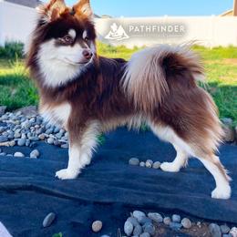 Bear - Pomsky