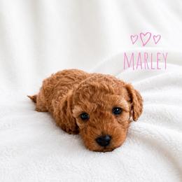 Marley-Toy F1bb - Red female Cavapoo puppy in Warrensburg, Missouri from Supreme Doodles