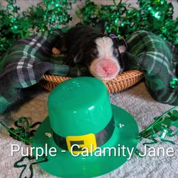 Purple - Calamity Jane - Black rust and white female Bernese Mountain Dog puppy in Marion, Indiana from Zarah's Bernese Mountain Dogs