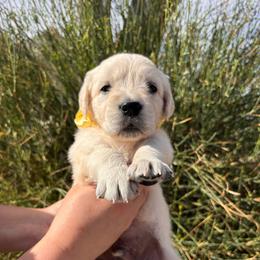 Yellow boy - Light golden male Golden Retriever puppy in Pahrump, Nevada from Southern Nevada Goldens