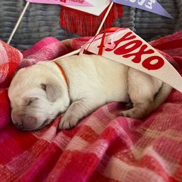 Choco - Yellow Labrador Retriever puppy in Knightdale, North Carolina from Four Belles Labradors