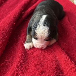 Ranger OFA - Black rust and white male Bernese Mountain Dog puppy in Strasburg, Ohio from Lois Allison