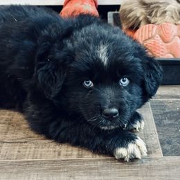 BWM with Blue Eyes- 1400 - Black & white male Australian Shepherd puppy in Morristown, Tennessee from Lakeway Farms
