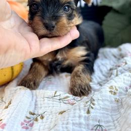 BOY 1 - Black and gold male Yorkshire Terrier puppy in Charleston, West Virginia from Mountain State Puppies