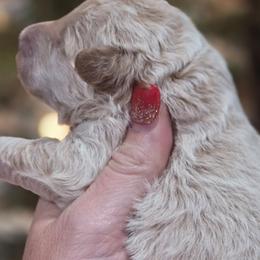 Casanova - Apricot male Goldendoodle puppy in Vernon, Texas from Sugarland's Texas Goldendoodles