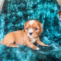 Desi - Ruby male Cavalier King Charles Spaniel puppy in Knoxville, Tennessee from Rocky Top Cavapoos