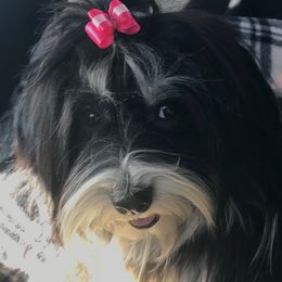 Poppy - Havanese