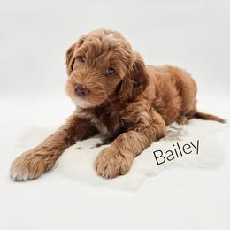 Bailey - Red  female Goldendoodle puppy in Wooster, Ohio from Cynology Doodles
