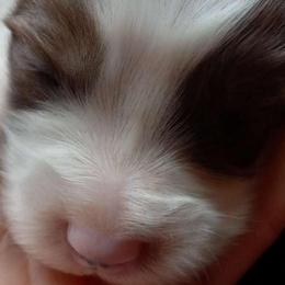 Birch - Blue male Pembroke Welsh Corgi puppy in Michigan from Metzger Homestead