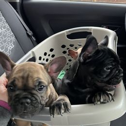 French Bulldog Puppies from Stratton Kennel
