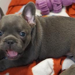 Boy 1 - male French Bulldog puppy in Memphis, Tennessee from Love A Bull Frenchies