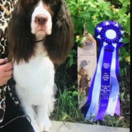 Dahlia - English Springer Spaniel