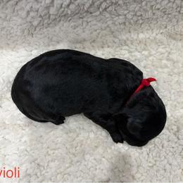 Ravioli - Black and white male Sheepadoodle puppy in Bloomfield, New Jersey from C3 Sheepadoodles