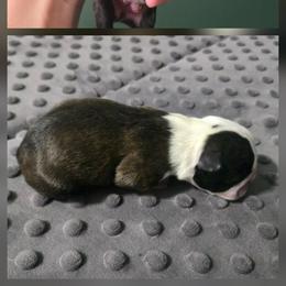 Salem - Black and white male Boston Terrier puppy in Beaverdam, Virginia from Howell Terriers