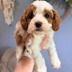 Almond - Blenheim male Cavapoo puppy in Nixa, Missouri from Davis Family Doodles