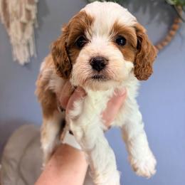 Almond - Blenheim male Cavapoo puppy in Nixa, Missouri from Davis Family Doodles