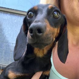 Yoda - Dachshund